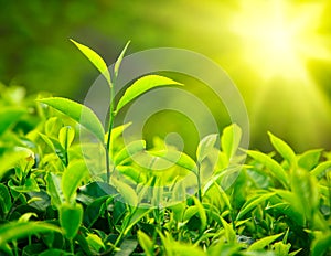 Tea bud and leaves photo