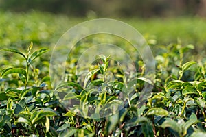 tea bud - young tea leaf shoots for harvest