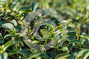 tea bud - young tea leaf shoots for harvest