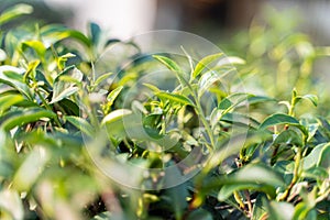 tea bud - young tea leaf shoots for harvest