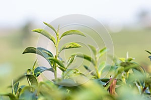 tea bud - young tea leaf shoots for harvest