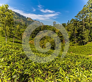 Tea bushes line the slopes of a valley in upland tea country in Sri Lanka, Asia