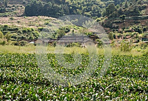 Tea bushes outside Tulou at Huaan Unesco World Heritage site