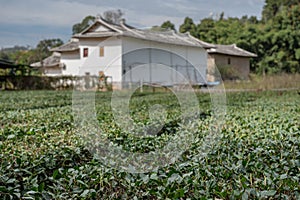 Tea bushes outside Tulou at Huaan Unesco World Heritage site