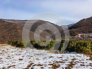 Tea bushes in the snowy mountains of the North Caucasus.