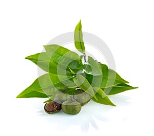 Tea ,Camellia sinensis leaves on white background photo