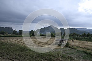 Tea cha field in thailand with rainstorm approaching