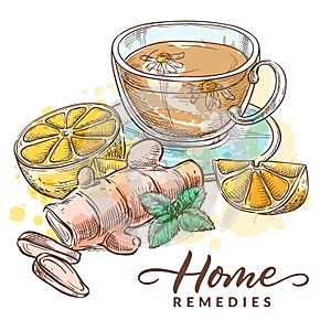 Tea with chamomile, lemon, ginger and mint. Home remedies treatment for colds, flu, coughs. Vector sketch illustration