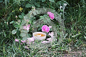 Tea in country style in summer garden in the village.