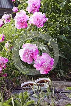 Tea in country style in summer garden in the village. Two cups of black tea on wooden boards and blooming peony flowers in