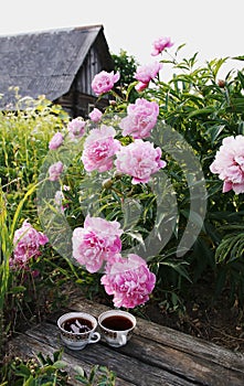 Tea in country style in summer garden in the village. Two cups of black tea on wooden boards and blooming peony flowers in