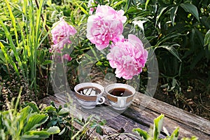 Tea in country style in summer garden in the village. Two cups of black tea on wooden boards and blooming peony flowers in