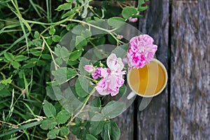 Tea in country style in summer garden in the village. Vintafe cup of green herbal tea on weathered wooden boards and blooming pink