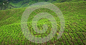 Tea crop in Cameron Highlands, Malaysia