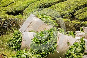 Tea crop