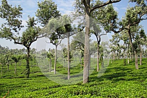 Tea crops in Munar, India