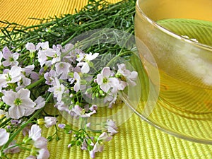 Tea with cuckoo flower