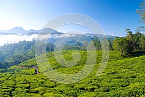 Tea cultivation photo