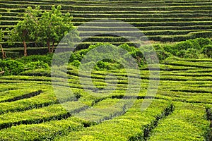 Tea cultivation, Azores Islands, Portugal