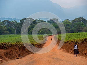 Tea cultivation