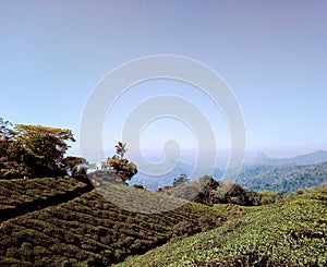 Tea cultivation at Munnar hills station tea crops in Munnar Kerala
