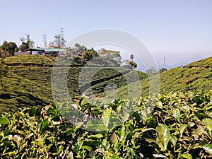 Tea cultivation at Munnar hills station tea crops in Munnar Kerala