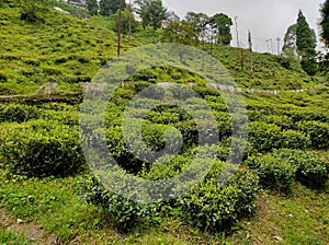 tea cultivation of the orange pekoe Darjeeling special garden. Organic farming on the green hills.