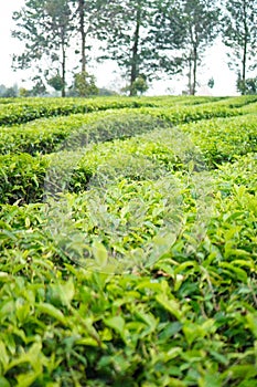 Tea Cultivation in Puncak Bogor, Indonesia