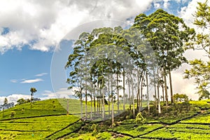 Tea culture at Haputale in Sri Lanka
