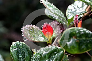 Tea with dew in Sri Lanka