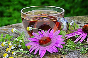 Tea with echinacea useful to health