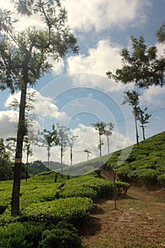 Tea estate