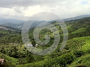 Tea Estate @ Cameroon Highlands, Malaysia