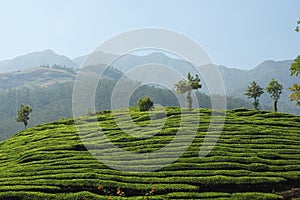 Tea Estate of Kerala