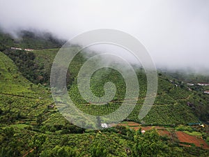 Amazing Tea Estate in Kinnakorai mountain valley, Tamilnadu.