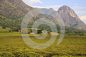 Tea Estate - Mulanje Massif