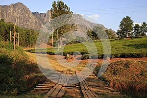 Tea Estate - Mulanje Massif