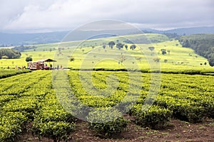 Tea estate, Nandi Hills, highlands of West Kenya.