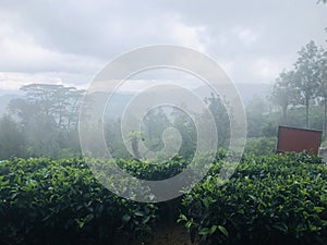 Tea estate in nuwaraeliya