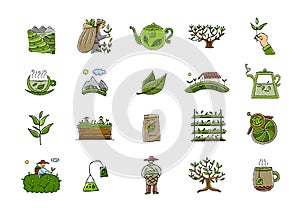 Tea factory - Drink Production Collection. Growth Of Tea On Plantation And Harvesting, Cultivation And Sorting