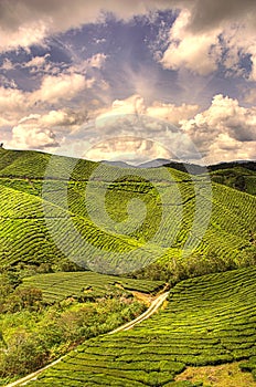 Tea Farm