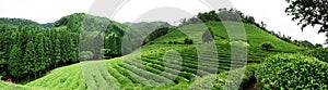 Tea farm