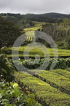 Tea Farm