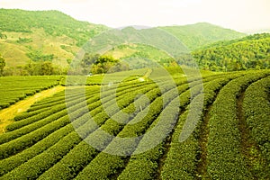 Tea Farm