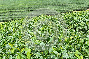 Tea farm,alishan mount,Taiwan
