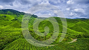 Tea Farm Cameroon Highland