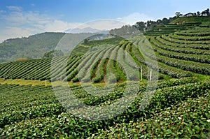 Tea farm field, Thailand