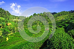 Tea farm on the high mountain