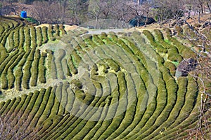 Tea farm in Hwagae, South Korea