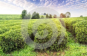 Tea farm landscape in jiangxi, china